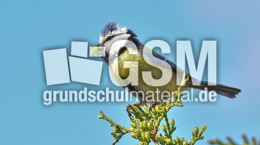 Blaumeise_mit_Futter (18).jpg